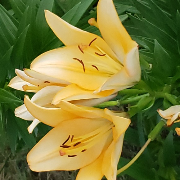 Meet your Posher, Ashley - Picture 1 of 1